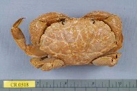 藏品(銅鑄熟若蟹)的圖片